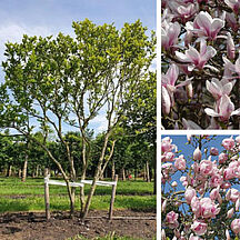 3. Gewone magnolia