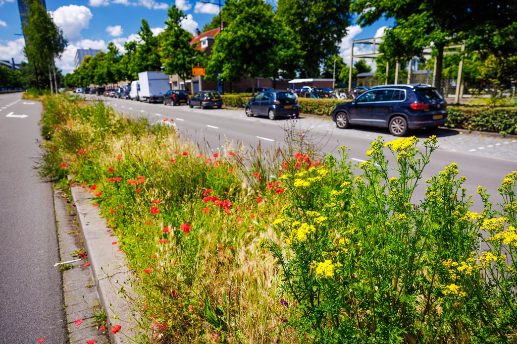 Een bloem- en kleurrijke berm in Tilburg