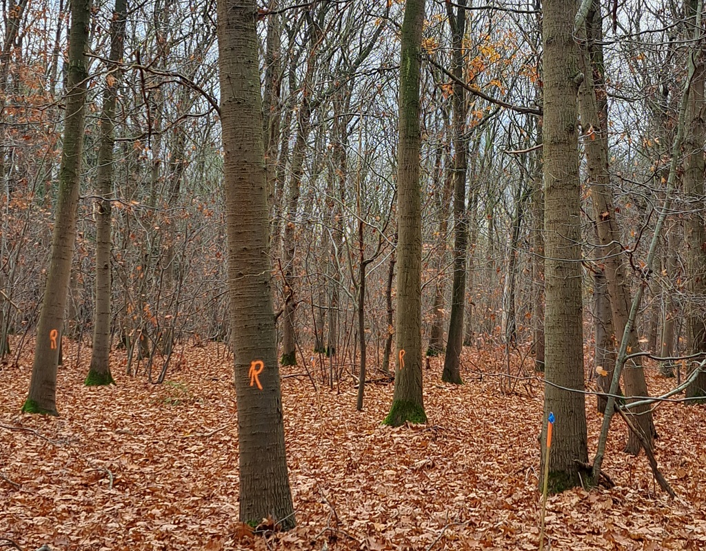 Een bos. Op een paar bomen staat een letter in rode verf