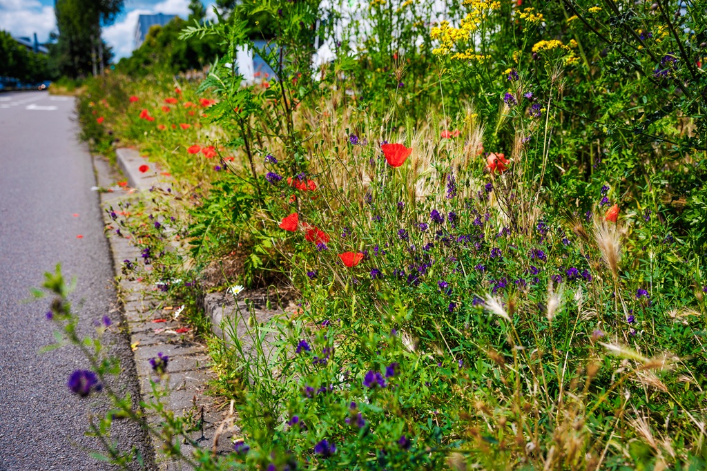Fleurig en kleurrijk groen in de berm