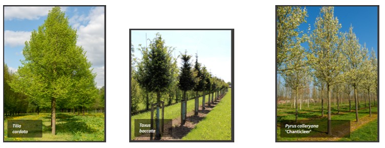 Speeltuin Berkenrodepark - bomen 1-2