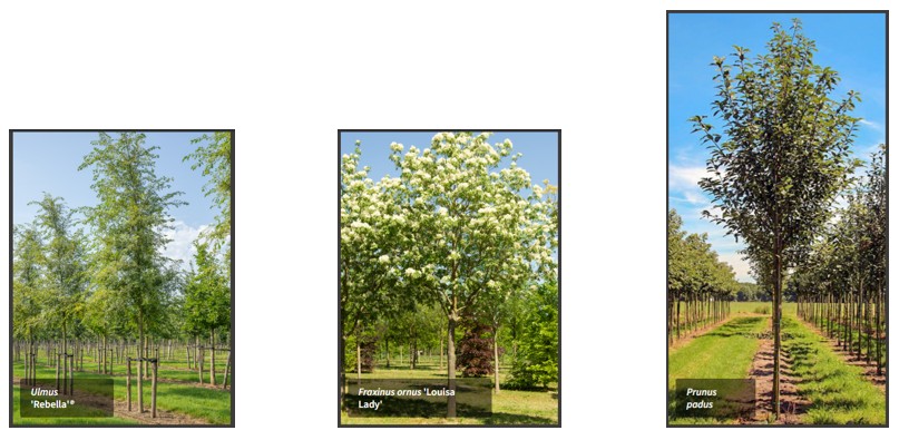 Speeltuin Berkenrodepark - bomen 2-2